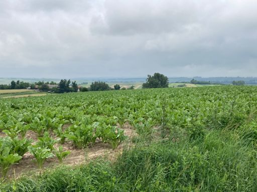 Felder links, Felder rechts, später dann auch viel Wald. Bei dem trüben Wetter nicht sonderlich spektakulär.