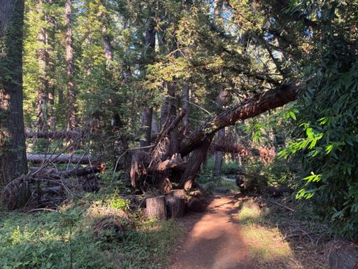 Treepocalypse