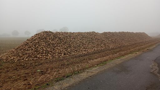 ... die ruppt die Reube raus