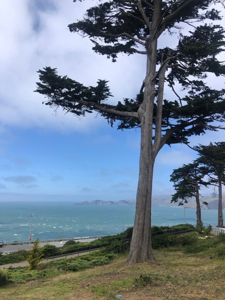 Butterlap (Presidio & Golden Gate Park) photo 118