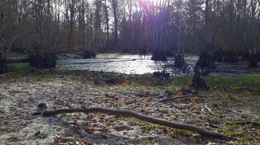 Marais de la Cansle
