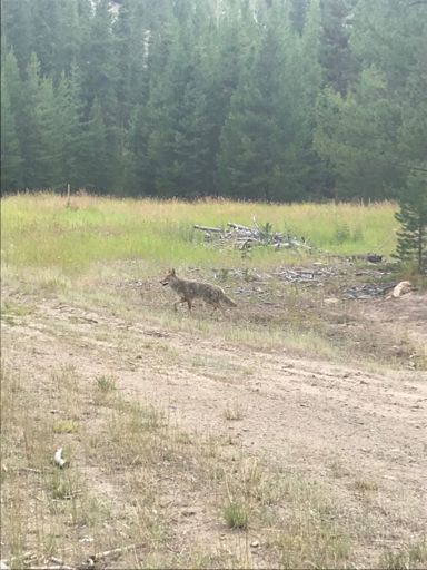 Another one of Jeremy’s abandoned pets.