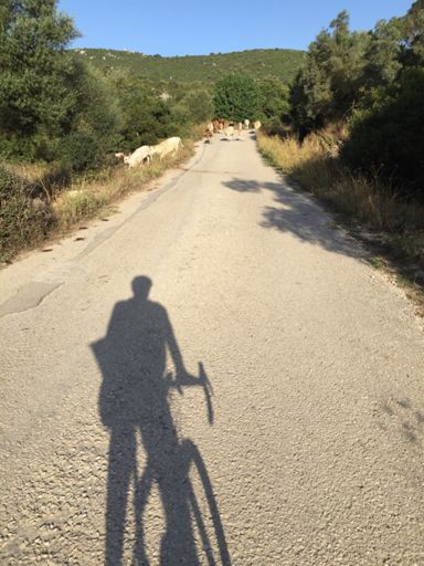 Gøy å sykle her for jeg treffer på både det ene og det andre. I dag var det denne flokken med gjeter til fots og litt senere en saueflokk med gjeteren på moped. Topp stemning✌🏻