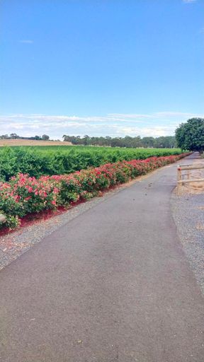 Lyndoch, always pretty, but always nervous about those roses.