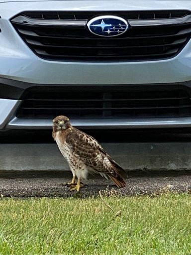 New team Subaru mascot