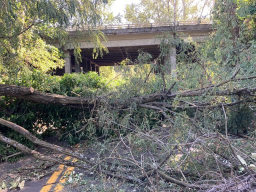 I farted and the tree fell down from my fart