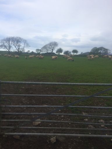 Gate secured. No more escaping!