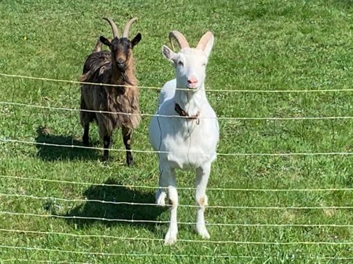 Meine beiden Freundinnen sind wieder da!