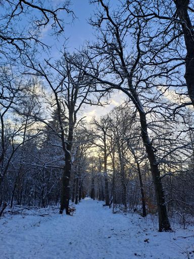 Mooi besneeuwd bospad.