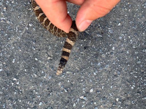 Massasauga rattler? I wouldn’t have touched it if it was still alive!!