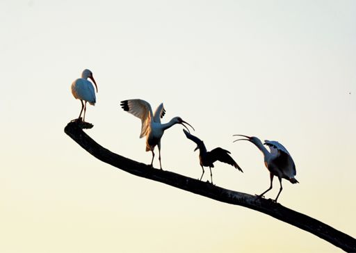 No room! Green Cay - FL 9-2025