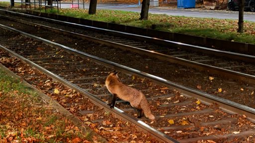 Ein Fuchs beim Morgenspaziergang auf den Straßenbahngleisen an der Haltestelle „Greifswalder Str./Ostseestr.“ um kurz vor um Sechs.