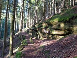 Forêt de Raon et des reclos