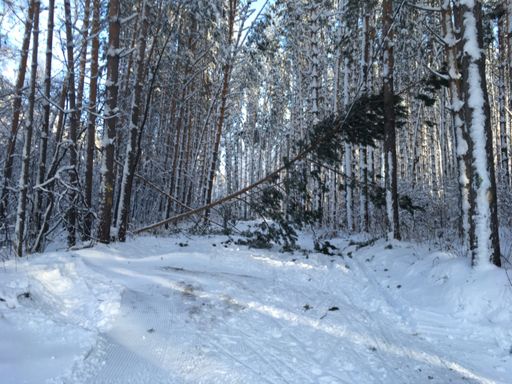 перед подьемом сосна на проводе висит, ратрак развернулся тут