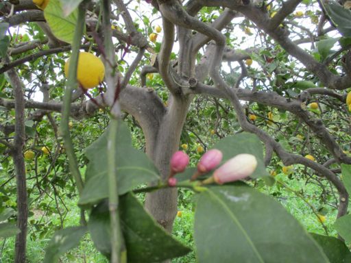 Kennst du das Land​, wo die Zitronen blühen!