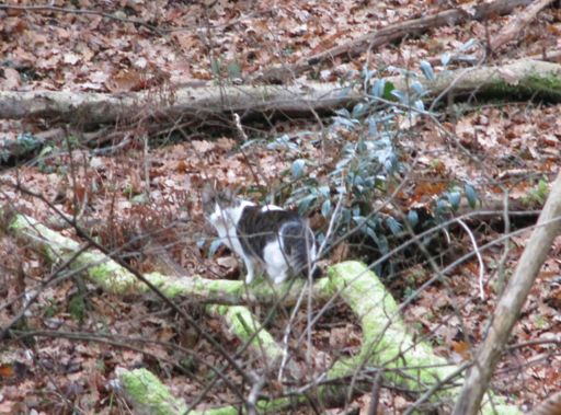 Der seltene Odenwälder Berglöwe (Lat. Tectum Leporidae)