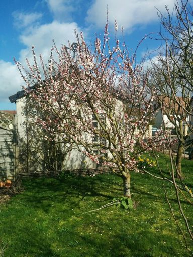 Abricotier précosse de Saumur, toutes fleurs!
