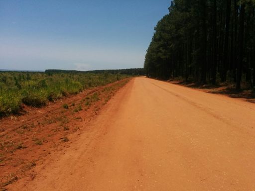 Some nice red dirt to ride on between the pine trees