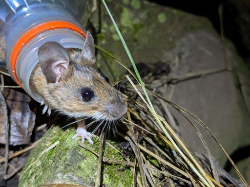 diesmal eine große Gelbhalsmaus