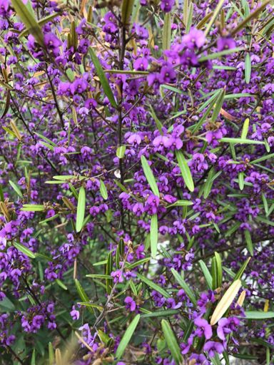 Beautiful Hovea in flower