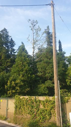 Hanau ID21264 UM 0140