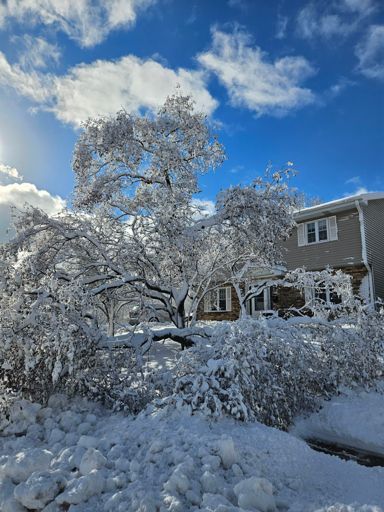 Tree down on the sidewalk.