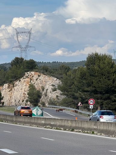 Overstekende steenbokken