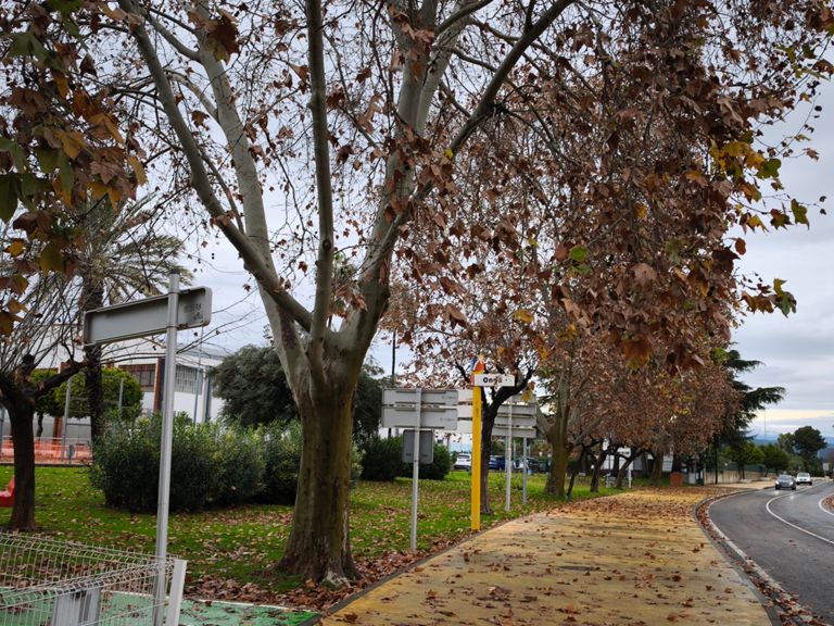 Activación de Lunes