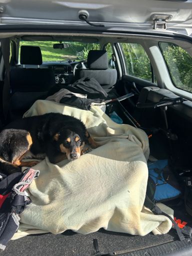 Someone thinks my bike blanket is great !