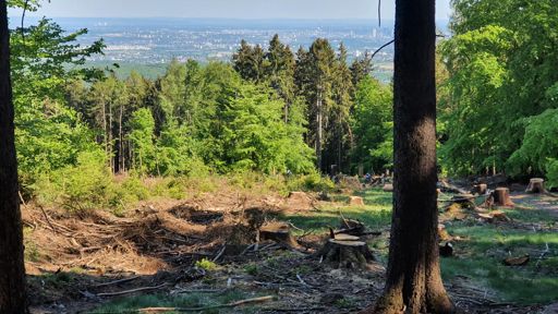 Flow Trail mit Blick auf Mainhattan!