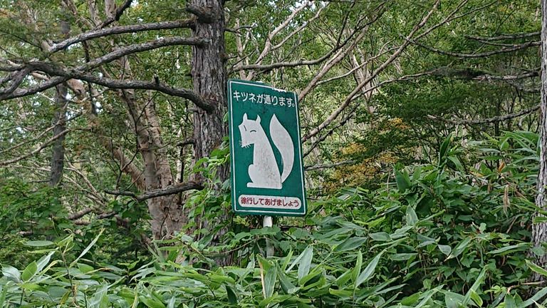 志賀高原ってキツネ居るんですね!　ちなみにここからちょっと下ったところには「タヌキの親子が通ります」の看板。