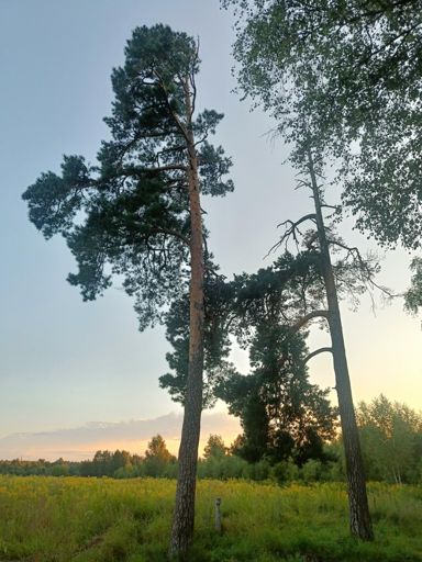 Вид на Самаровское поле