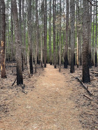 There were lots of prescribed burns on this segment of the MST, this one is before the Quarry on the Eno