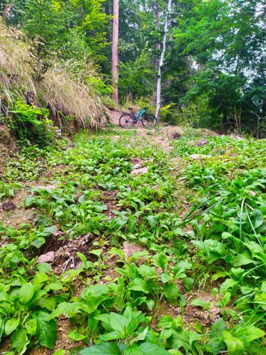 Gotta love it when the trail just ends... 😞