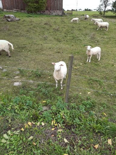 Det är räligt när de blänger sådär på en.