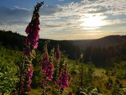 Lamproy, Grand Rougimont, Grand retour