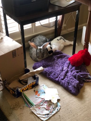 No photos bc wet and rainy so here is our two snuggle bunnies - a Flemmish giant and a Checkered giant. We finally found a rabbit to bond with Gwennie since all our other rabbits are way too scared of her since she’s three times their size.