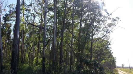 outros ângulos da Flona