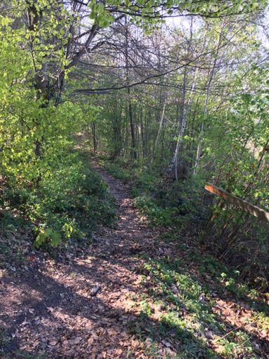 Trail bei Pfungen