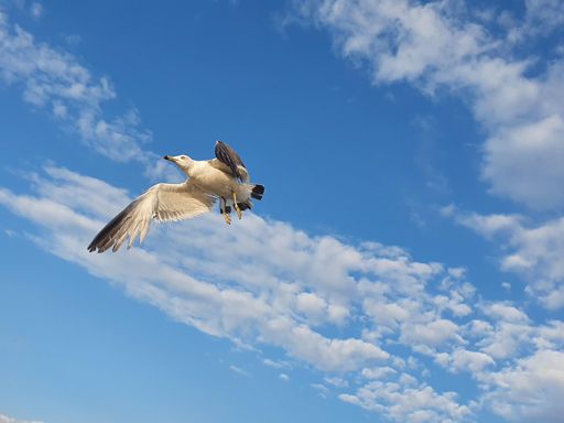 혼자라도 충분히 아름답다
흔들리지 말고 비상하라