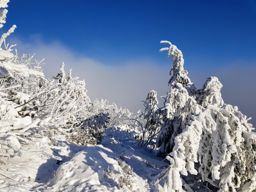 Trotte blanche au Gazon du Faing