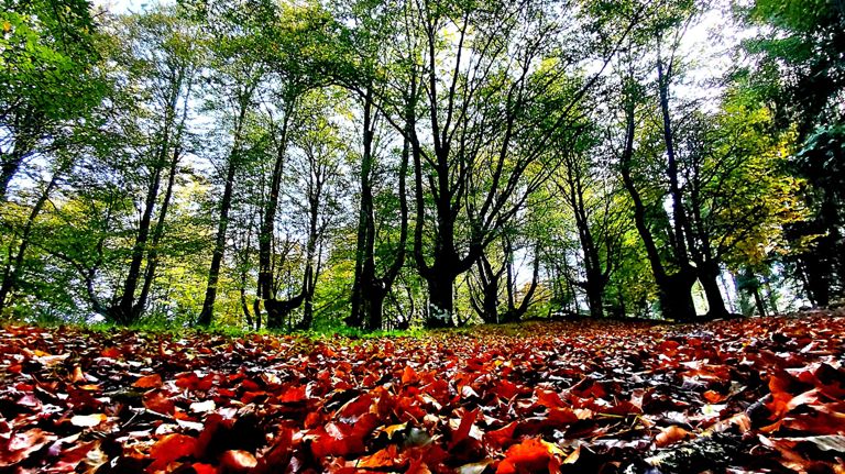 Hayedo Olazar, Astakurutz y Tellaiturri desde Otxandio