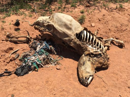 Gevrek van plastiek vreet.....😭