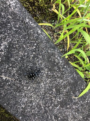 布目ダム入り口にて、カミキリムシがシャツに着陸。まあまあでかい。