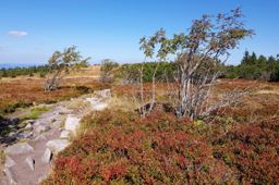 De belles couleurs sur les crêtes