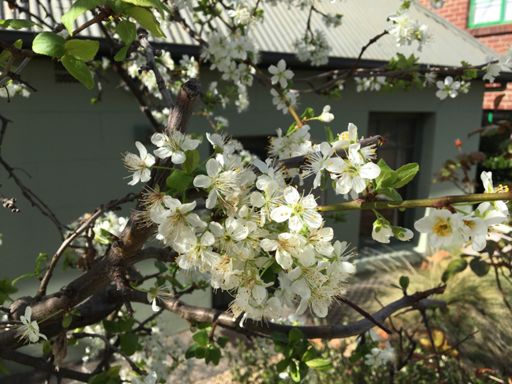A bit of blossom in Bathurst Street