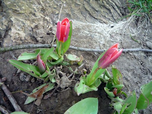 Minature Tulips