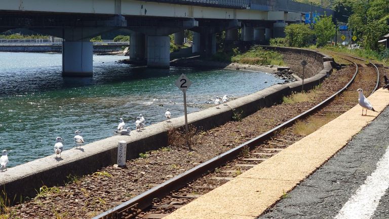ユリカモメ、かわええ～ のは姿のみ。 鳴き声は...🤔 絶対ウチの猫の方が負ける🤣