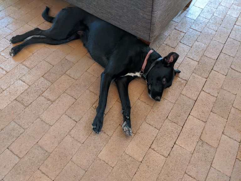 Wearing out the dogs