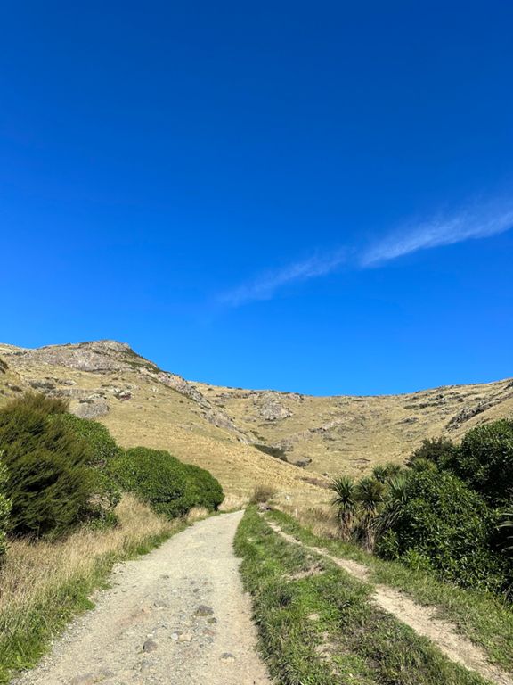 Lyttleton Bridle Path/Maj. Hornbrook Track loop 9.2 km Hiking Trail